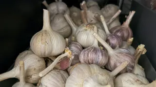 Когда лучше сажать яровой чеснок - запомните раз и навсегда