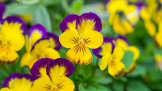 Дивный многолетник, которым засажу весь двор: желтое облако из цветов радует глаз и источает приятнейший запах