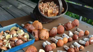 Сколько времени нужно варить грибы до готовности: запомните это раз и навсегда