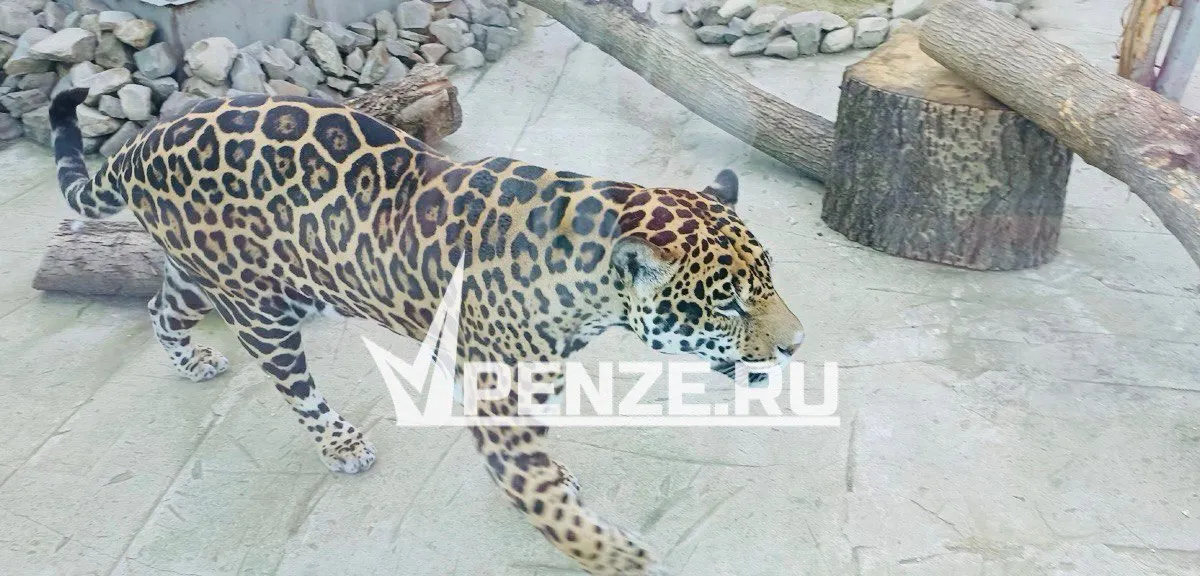 Пензенский ягуар прибыл в Нижегородский зоопарк