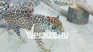 Пензенский ягуар прибыл в Нижегородский зоопарк