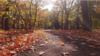 Раскрутят колесо фортуны: Глоба назвал 3 знака Зодиака, которые станут настоящими любимчиками золотой осени с 17 октября