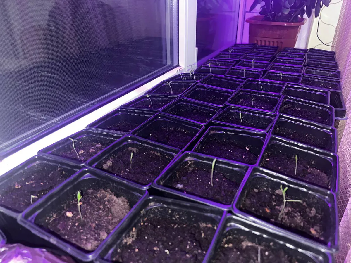 На всходах перца первые листочки? Эксперты советуют сразу поливать их этим раствором (1 ч. л. под куст) вместо воды