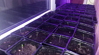 Не средство, а энергетик для семян: замочили на 2 дня – рассада "попрёт" как бешеная щеткой даже без подсветки
