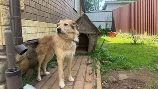 Хозяин собаки, покусавшей ребенка в Рязанской области, заплатит 500 тысяч рублей