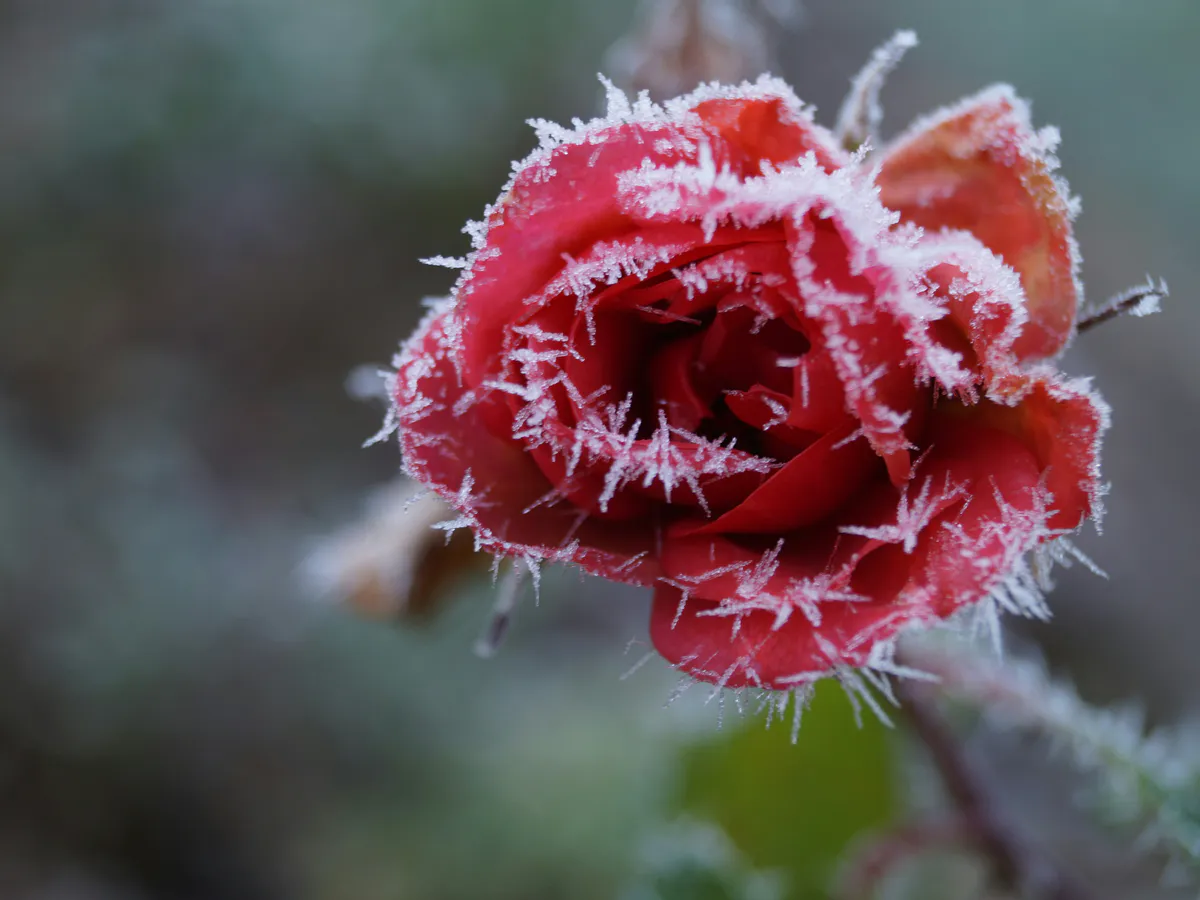 Морозы до -10 ударят без предупреждения: в гидрометцентре предупредили о заморозках и мокром снеге в июне