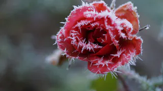 Морозы до -10 ударят без предупреждения: в гидрометцентре предупредили о заморозках и мокром снеге в июне