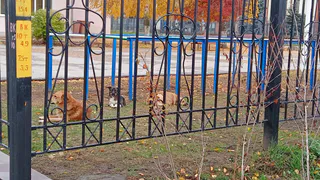 Снова собаки: в Рязани нашли еще одну агрессивную свору