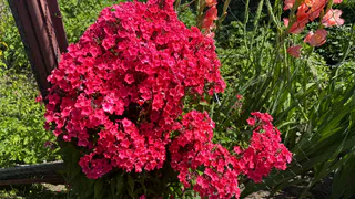 Как я счастлива, что посадила этот многолетник: усыпан яркими цветами все лето, а ухаживать не приходится