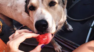 Instagram рязанцев: кот с ухмылкой, телки на водопое, собака арбузоед