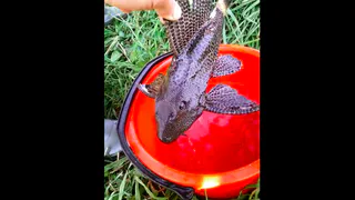 Рыбак опубликовал видео о своем улове: "Поймали динозавра с человеческими зубами и языком"