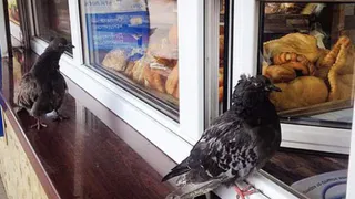 В Рязани голуби занимают очередь в ларёк