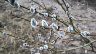 Погода в Чувашии 4 апреля: переменная облачность и очень сильный ветер