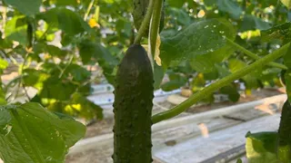 Сажают один раз — плодоносят до самых холодов: огурцы с мощным иммунитетом и рекордной отдачей