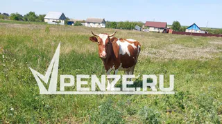 Фермеру из Колышлейского района выплатят более 127 тысяч рублей за убитую током корову