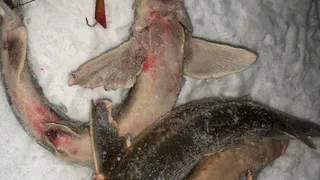 Во Владимирской области возбудили уголовное дело из-за жестокого способа рыбалки