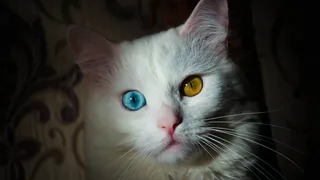 Три десятка хвостов: подборка участников конкурса "Мартовский кот"