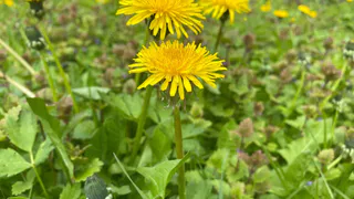 Забудьте про соль и кипяток против одуванчиков навсегда: 3 народных способа избавляют от корня за 14 дней - никакой химии