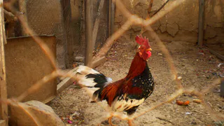 Насыпаем в кормушку утром — несут яйца в 2 раза чаще: даже "старушки" соревнуются с молодками