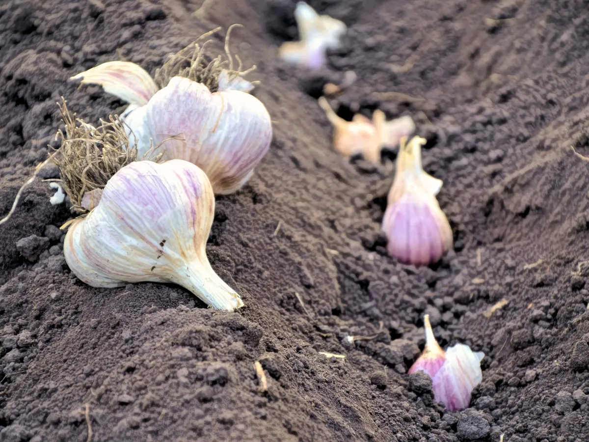 Правильная посадка чеснока и лука осенью: как избежать ошибок и получить богатый урожай