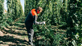 Четыре сельхозтехникума Чувашии в этом году займутся хмелеводством