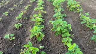 Сорняки ничем не обливаю — 1 секунда и их нет: жалею, что раньше не знала о «топовых» помощниках