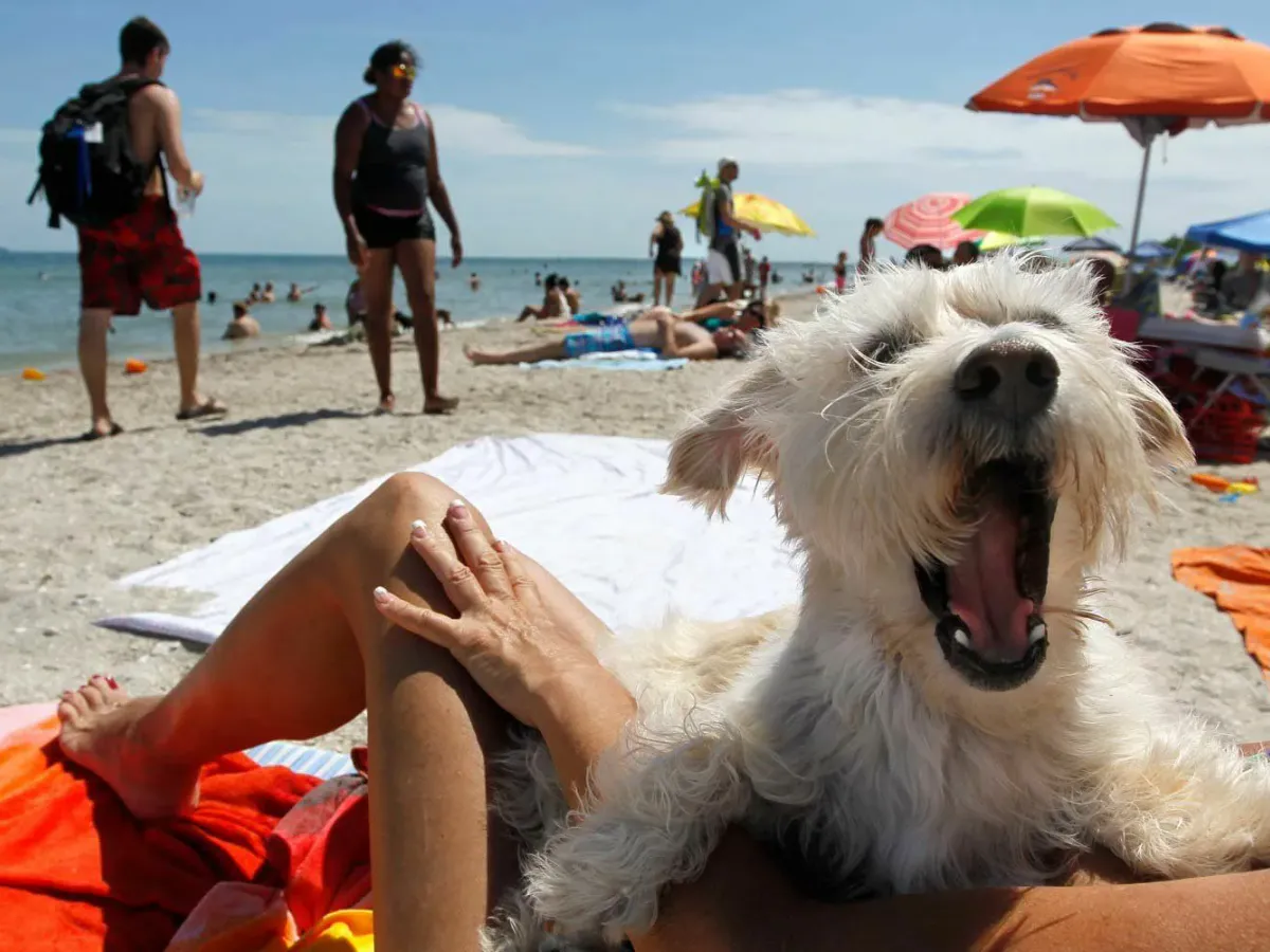 С 1 сентября ваш питомец останется дома: на какие пляжи нельзя с собаками и как избежать штрафа в 3000 рублей