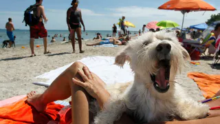 С 1 сентября ваш питомец останется дома: на какие пляжи нельзя с собаками и как избежать штрафа в 3000 рублей