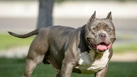 Детям и пьяным запретят выгуливать опасных собак: что готовит новый закон