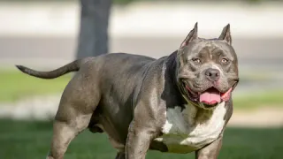 Детям и пьяным запретят выгуливать опасных собак: что готовит новый закон