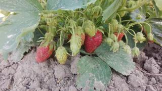 Готовлю клубнику к зиме по методу томского агронома: летом 5 кустов дают 6-7 килограм ягод без подкормок - рабочий лайфхак