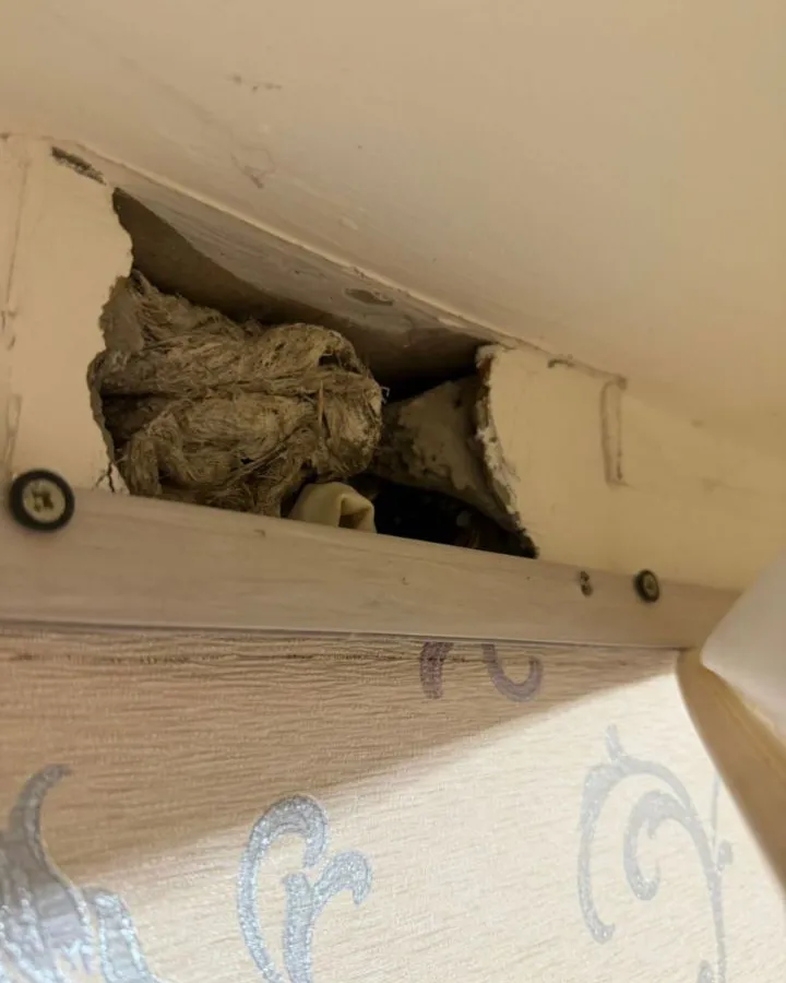 Мышь под натяжным потолком: челнинская семья столкнулась с неожиданной проблемой