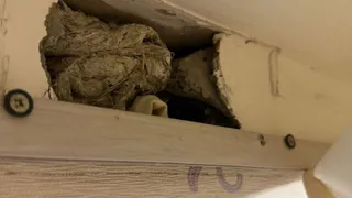 Мышь под натяжным потолком: челнинская семья столкнулась с неожиданной проблемой