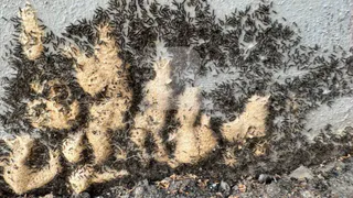 В Рязанской области выбран подрядчик по тендеру для борьбы с непарным шелкопрядом