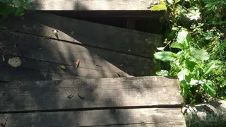 Жители Выгоничского района требуют отремонтировать мост на улице Ольховой