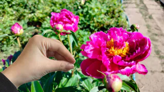 Соседи лопнут от зависти. Тайная подкормка из аптечки - пионы цветут в 2 раза дольше и ярче