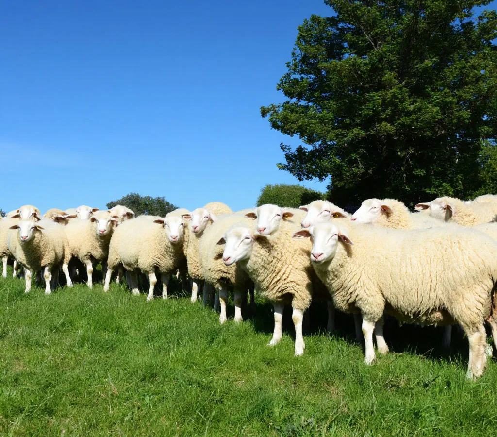 Медведь напал на стадо овец в селе Татарстана