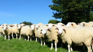 Медведь напал на стадо овец в селе Татарстана