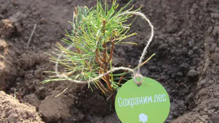 В Чувашии в рамках акции "Сохраним лес" высажено 60 тысяч деревьев