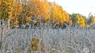 В Рязанской области МЧС выпустило метеопредупреждение о заморозках до -2