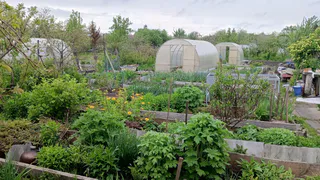 Неожиданный способ избавиться от колорадского жука: понадобится обычная фасоль – лучший живой забор для баклажанов