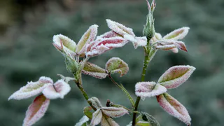 В Рязанской области с 24 по 26 мая ожидается до -2 градусов