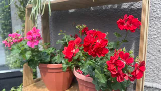 1 капля в воду в июле — и даже "лысая" герань покроется цветочными облаками: будет цвести круглый год беспрерывно