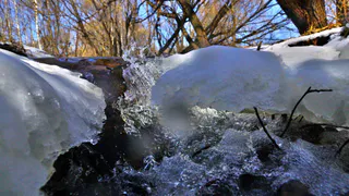 Рязанцы делают первые весенние снимки