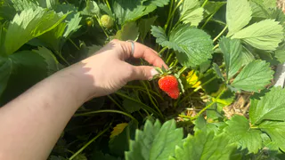 Выращиваю урожайную клубнику по методу опытного агронома. 2 простых приема увеличивают урожай в 2 раза без замены кустов