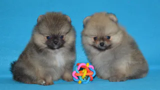 Рязанка изводит соседей пятнадцатью собаками