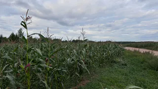 Татарстан произвёл сельхозпродукции на 339 млрд рублей за 10 месяцев 2025 года