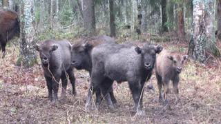 В Клязьминско-Лухском заказнике настоящий прирост популяции зубров