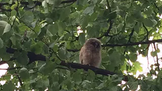 Город захватили совы - рязанка обнаружила пернатых возле своего дома