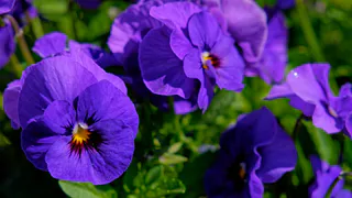 Фиалка будет цвести целый год: всего 1 чайная ложка копеечного средства запустит мощную бутонизацию